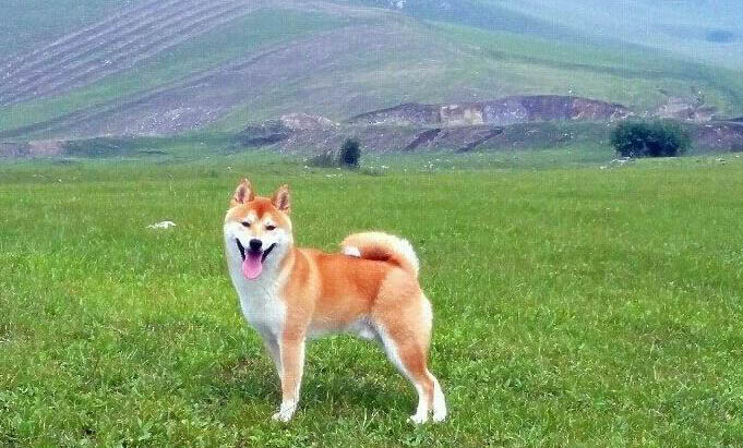 柴犬掉毛嚴重的原因及處理方法