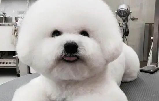狗狗為什么穿雨衣會(huì)叫