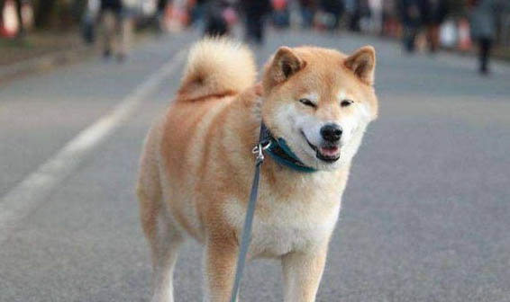 柴犬什么季節脫毛