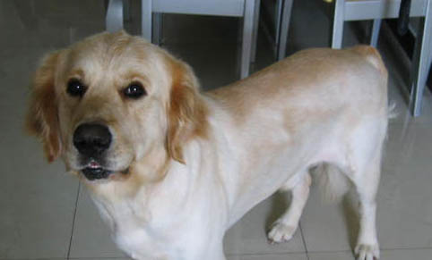 怎樣挑選金毛犬