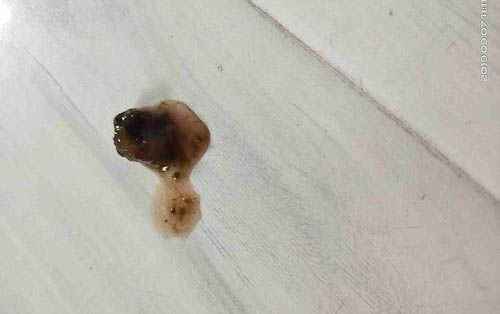 適合男生養的狗