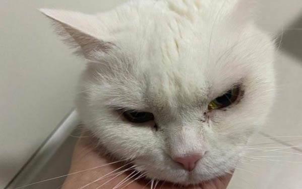 一個月大的小貓咪應該怎么養
