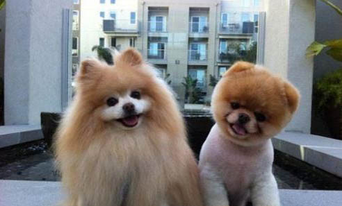 博美犬喜歡被抱嗎?