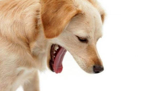 狗狗為什么老會長皮膚病呢