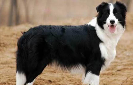 狗狗得狂犬病有什么癥狀