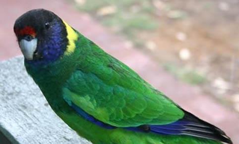 怎樣給玄鳳鸚鵡洗澡