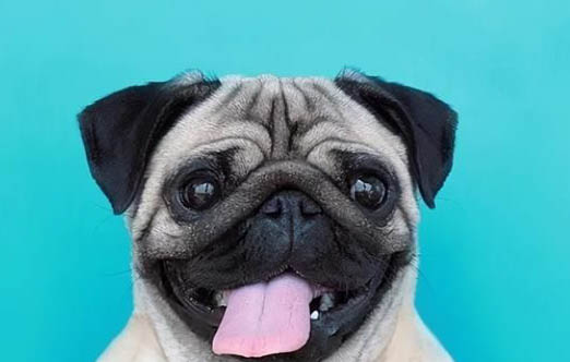 白色的小型犬有哪些