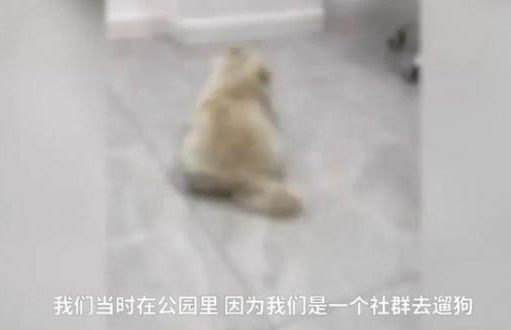 小狗感冒咳嗽腳掌開裂是怎么回事