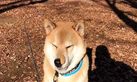 狗狗品種有哪些