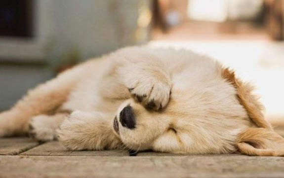 小狗狗能不能吃桃子