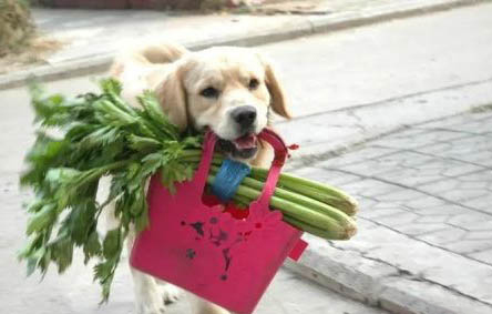得犬瘟的狗會自愈嗎