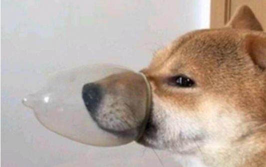 犬瘟都有哪些癥狀