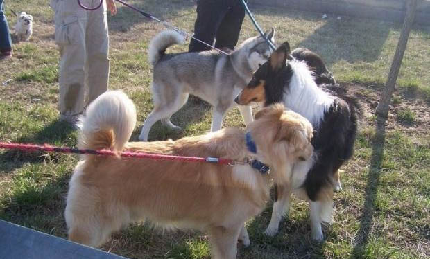 狗狗患有犬瘟的前兆