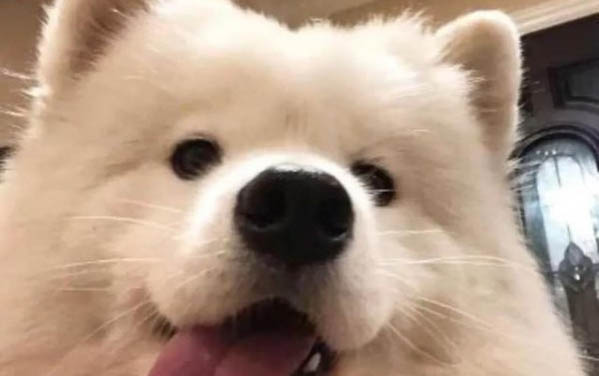 狗狗掉毛一塊一塊的