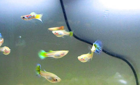 孔雀魚爛尾傳染嗎