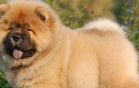 松獅犬為什么不適合家養