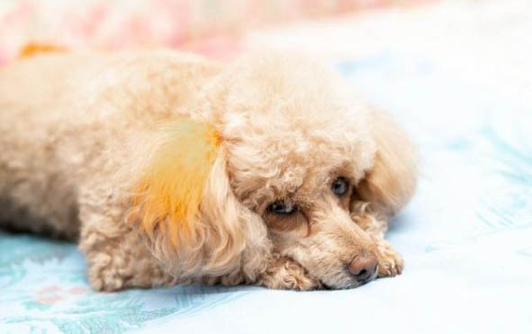 泰迪幼犬兩三個月可以喂干狗糧嘛