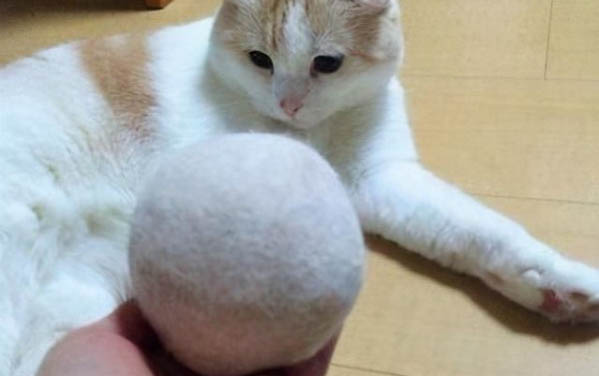 為什么大貓會壓著小貓咬?