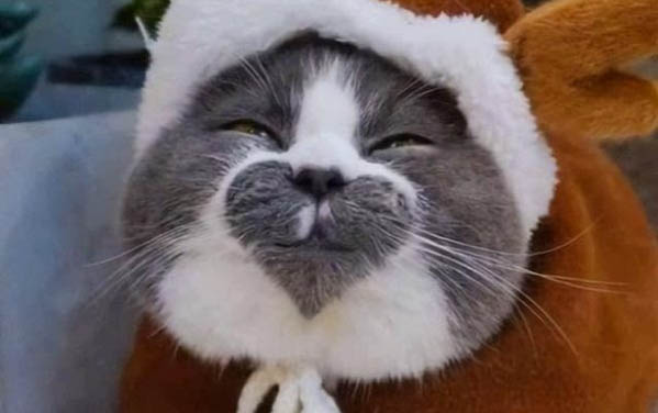貓咪幾個月不調皮了