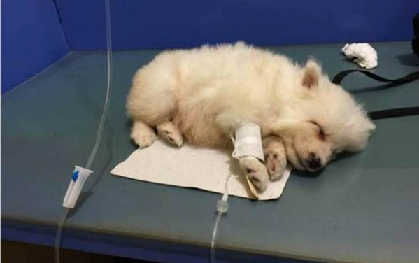 有狗狗知道自己被送人的嗎