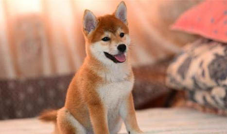 柴犬和柯基怎么區分