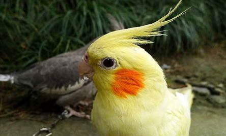 玄鳳鸚鵡最佳學語時間