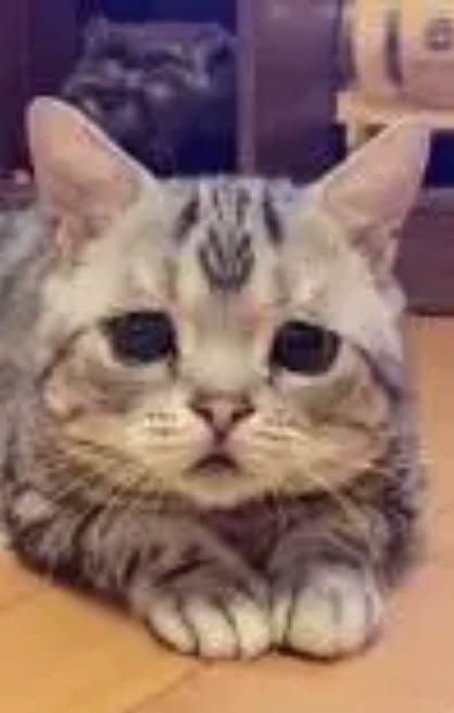 貓胸腔積液原因有哪些