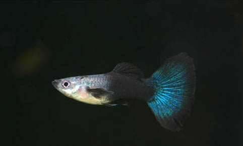 孔雀魚縮尾怎么治