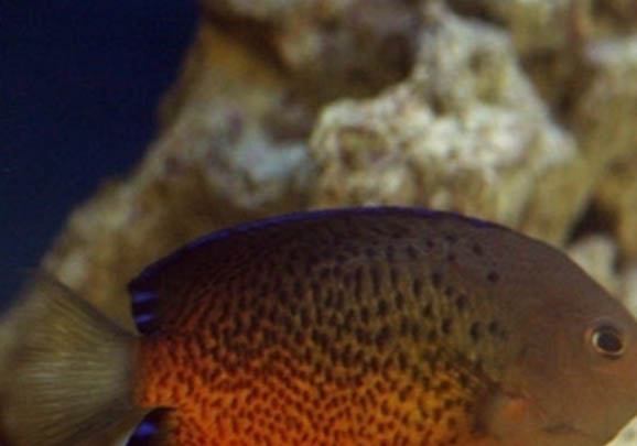 金魚肚子大了多久產卵