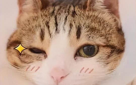 貓咪懷孕期間能不能吃貓的驅(qū)蟲藥?