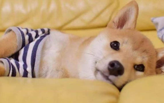 狗狗爪子發(fā)紅怎么回事兒