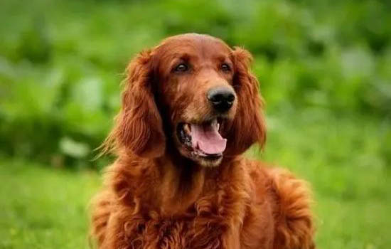 狗狗洗澡可以用香皂嗎