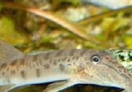 熱帶魚魚缸里能放真水草嗎