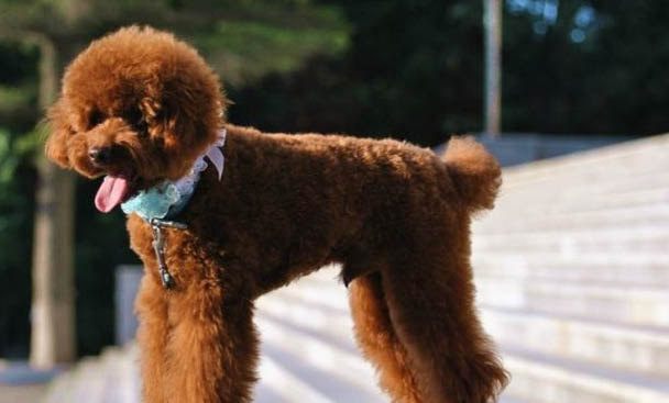 貴賓犬口嗅原因及處理方法