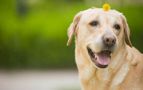 大型犬都有哪些品種