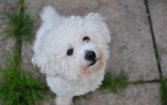 比熊犬和泰迪哪個好