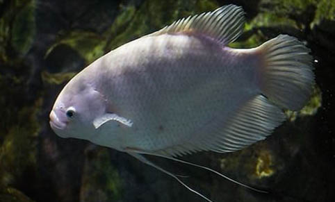 熱帶魚多久喂一次魚食