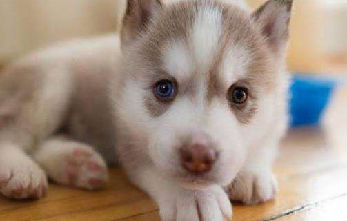 撓狗狗的哪個部位會癢