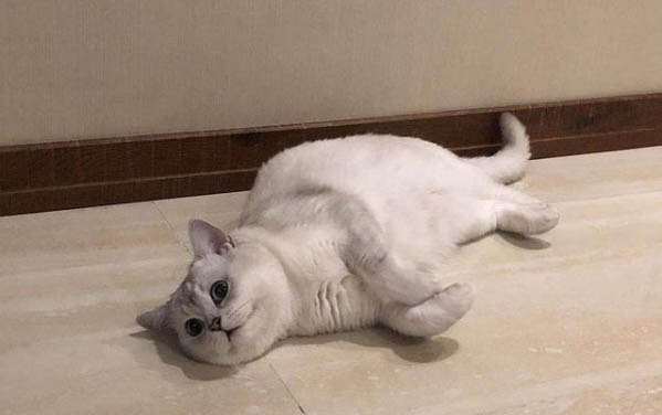 貓咪如何預防腎病
