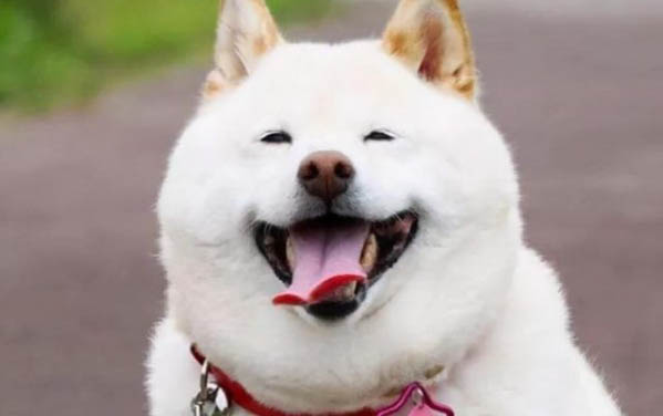 狗狗睡覺的時候身體抖動是怎么回事