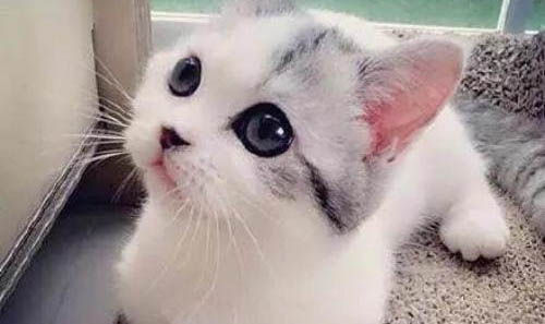 流浪小奶貓可以吃什么