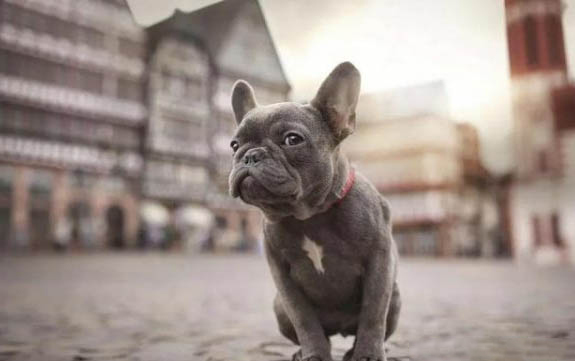 法國(guó)斗牛犬懷孕多久生產(chǎn)