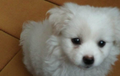 狗狗換牙期間注意事項(xiàng)?