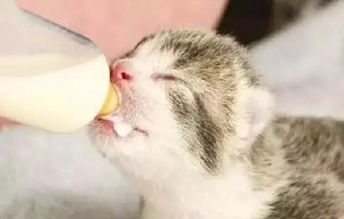 幼貓腸炎怎么辦