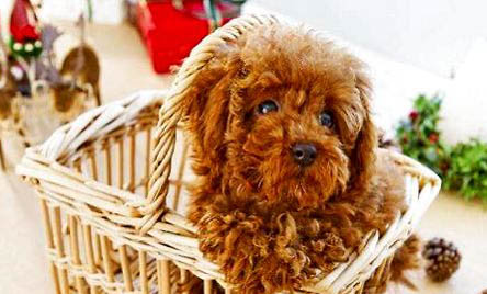 泰迪犬能活多久