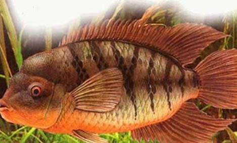 釣魚(yú)需要魚(yú)線對(duì)接嗎