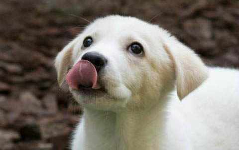 葡萄牙水犬幼犬特征 一個月圖片