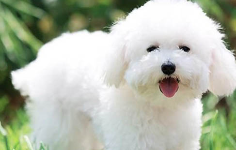 比熊犬什么時(shí)候認(rèn)識(shí)人