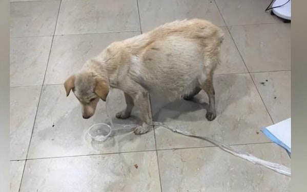 狗鼻子濕是不是感冒了