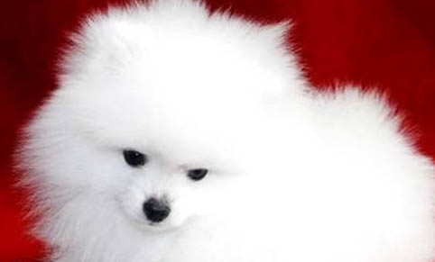 狗狗細(xì)小治愈多久后可以打疫苗
